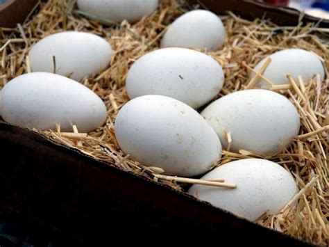 kaz yumurtası nasıl yenir